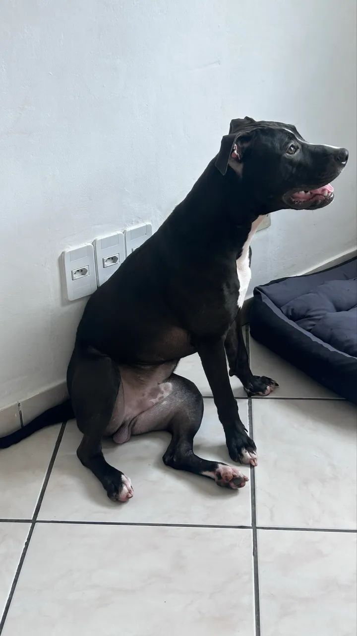 Pitbull Stafordshire  - Foto 5