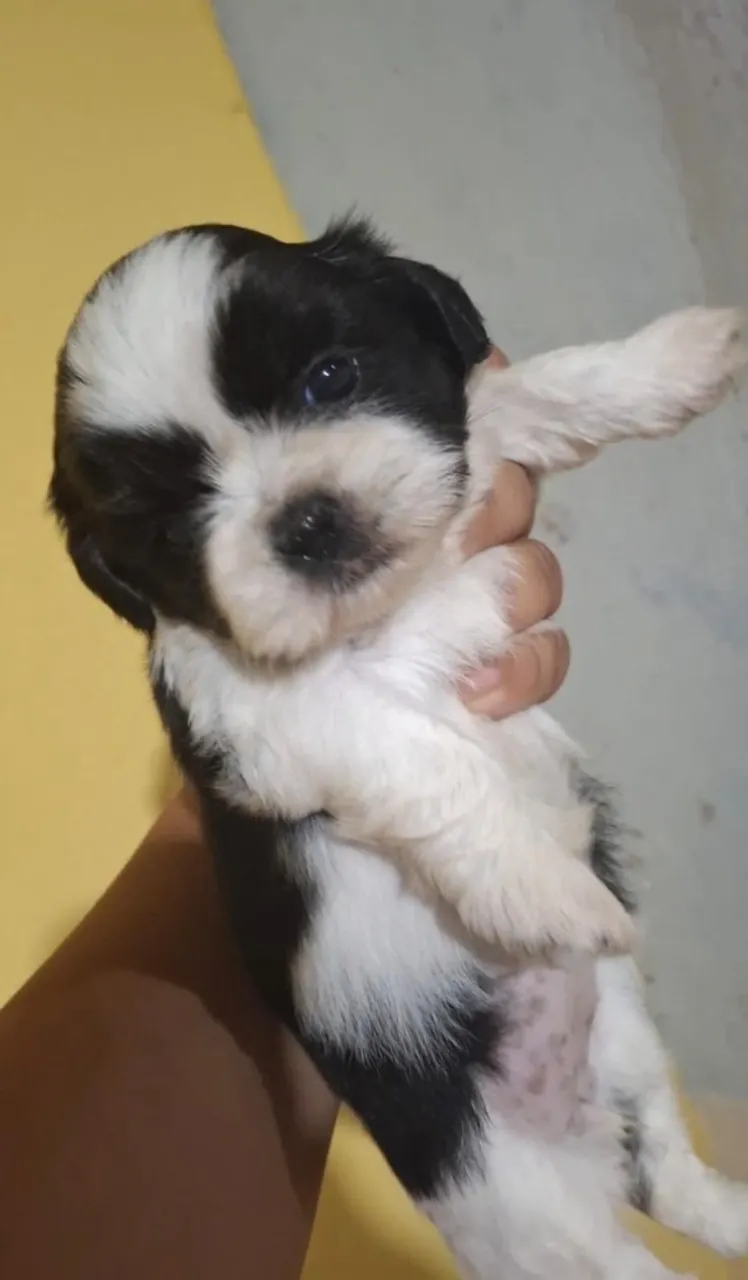 Vendo 3 shih tzu femea