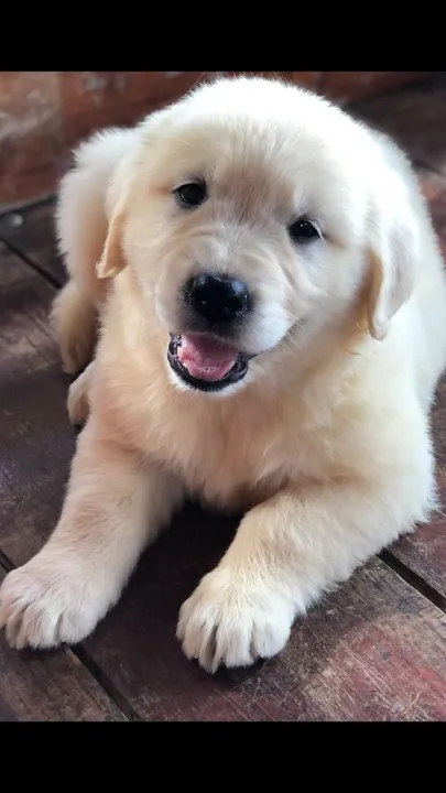 Golden Retriever- Ele é carinhoso, brincalhão e muito dócil