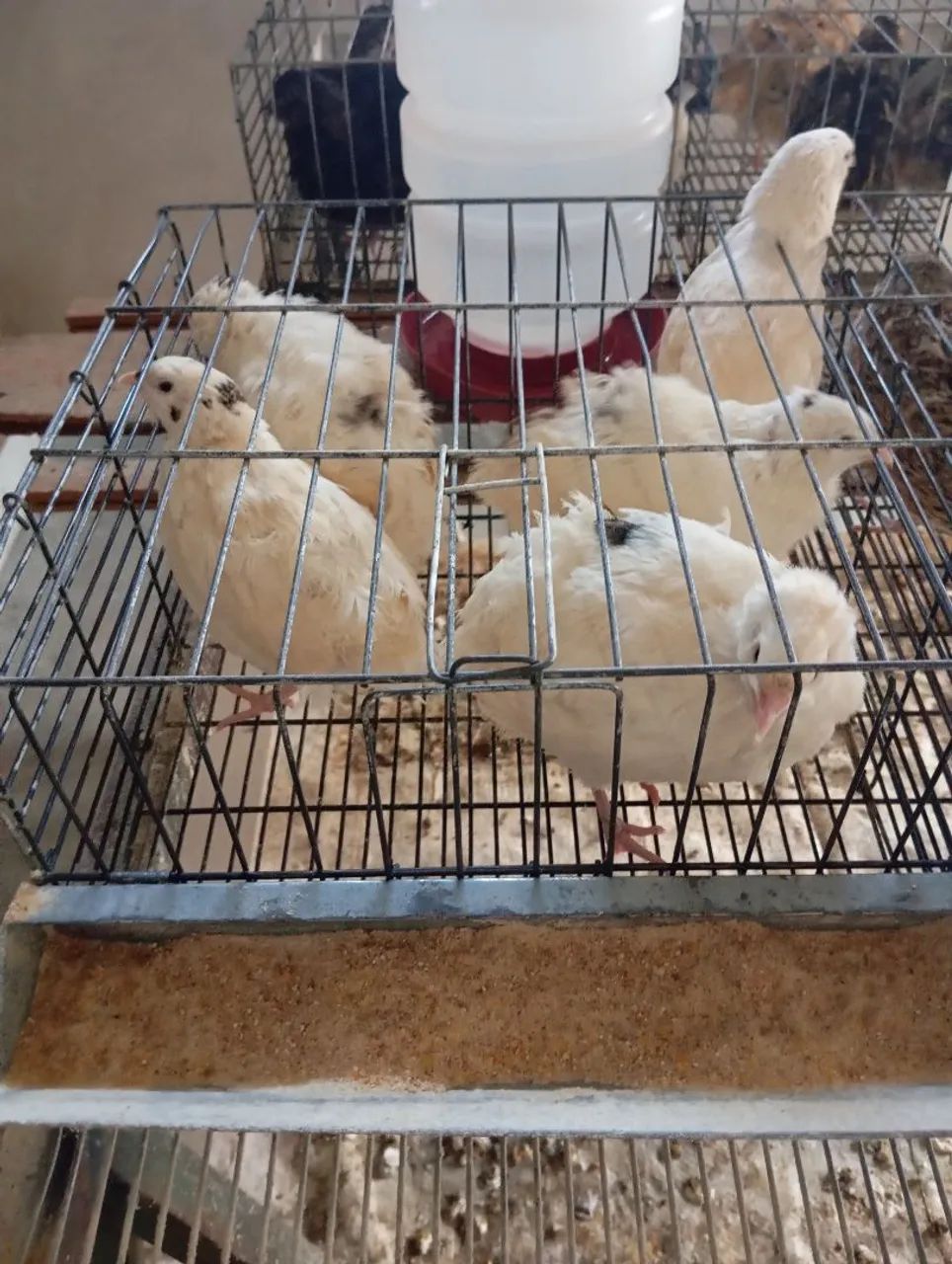 Ovos de codorna gigante galados  - Foto 2