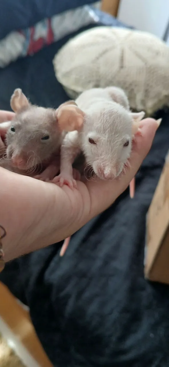 Twister hairless / pelado