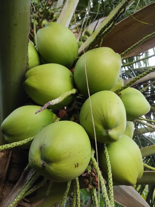 Coco d'água  - Foto 2