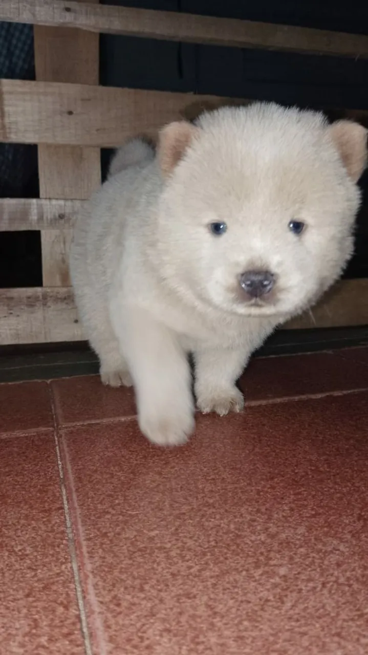 Filhote Chow-Chow - Machos