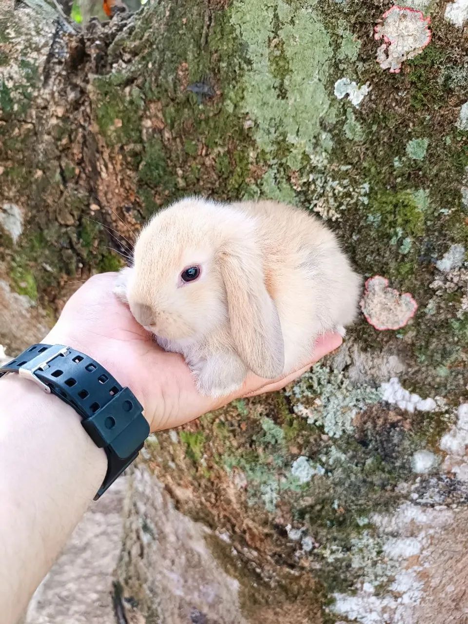 Coelho de companhia Mini Lop Uruguaio - RARO - Foto 2