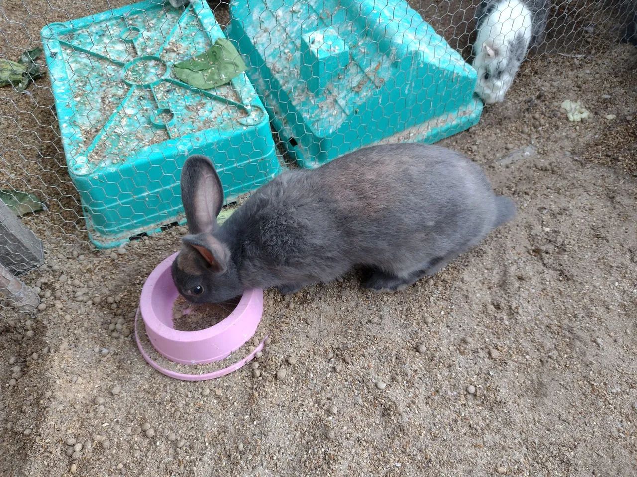 Coelho macho pequeno 4 meses nasceu dia 15/11  - Foto 6