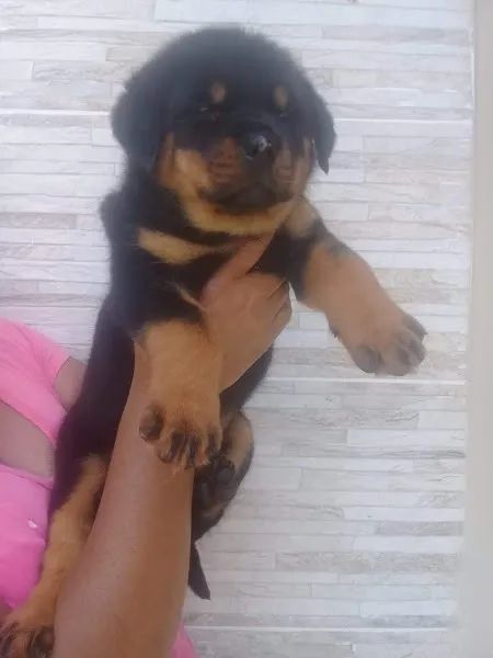 Rottweiler Afetuoso, brincalhão, sociável, inteligente  - Foto 2