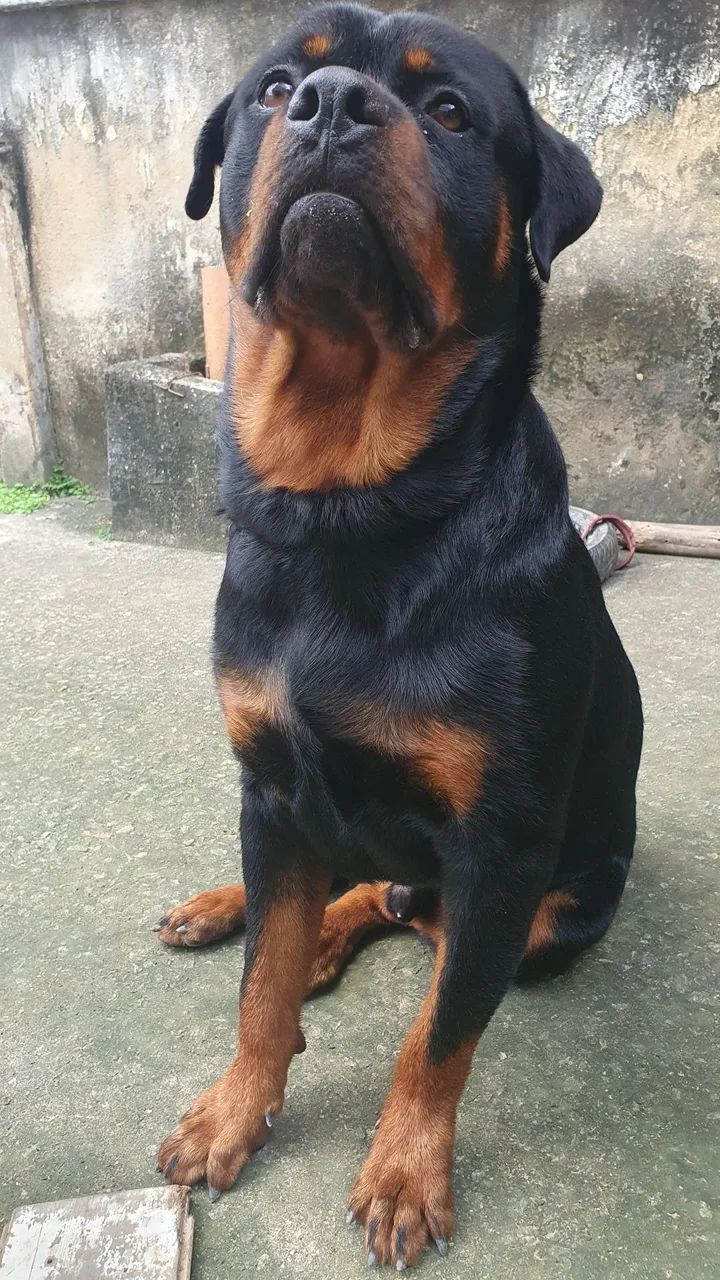 Rottweiler  - Foto 3