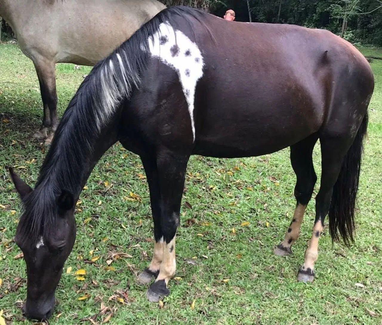Égua Mangalarga Marchador - Foto 4