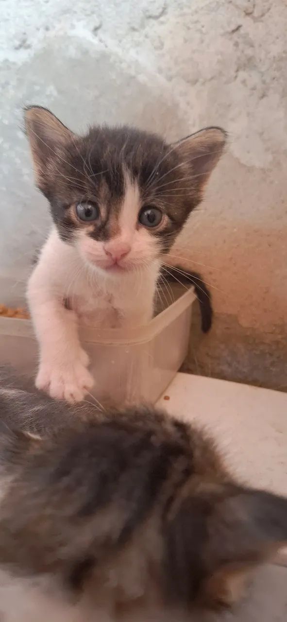 Doa-se gatinhos  machos  - Foto 6