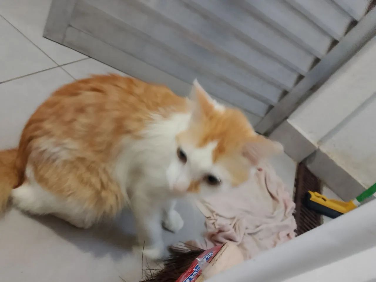 Doase gato  - Foto 3