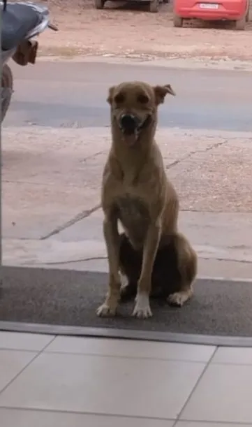 Cão de rua simpático Caramelo