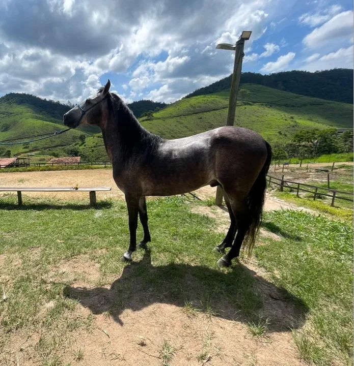 Cavalo Mangalarga Marchador Inteiro e Registrado - Foto 3