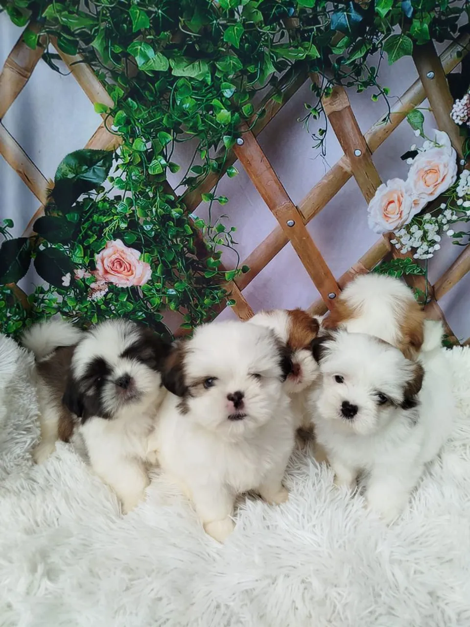 Filhotes shihtzus machos , adestrados no jornalzinho a partir