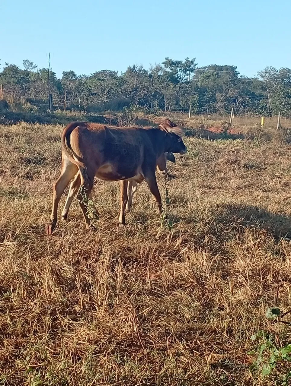 Novilha. Leiteira