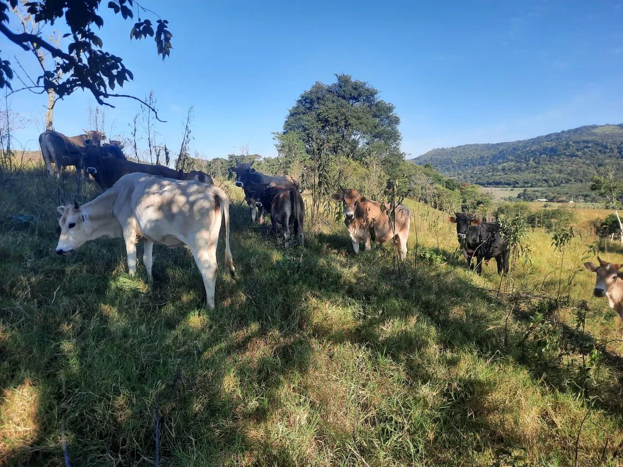 Vende-se 17 bezzeros mestiços  - Foto 5