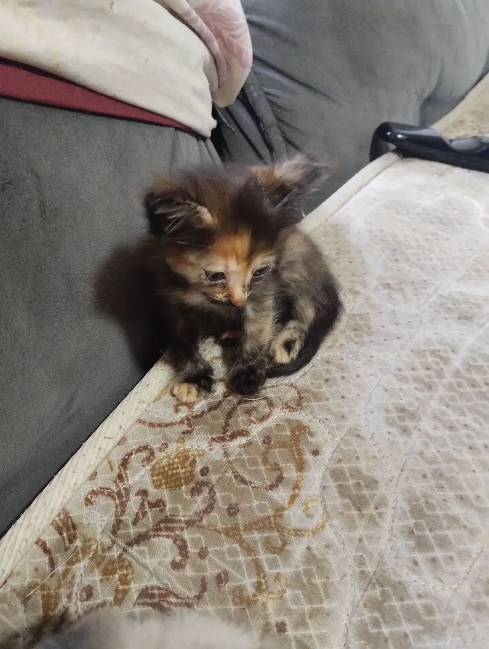 Doa se gatinhos filhotes - Foto 6