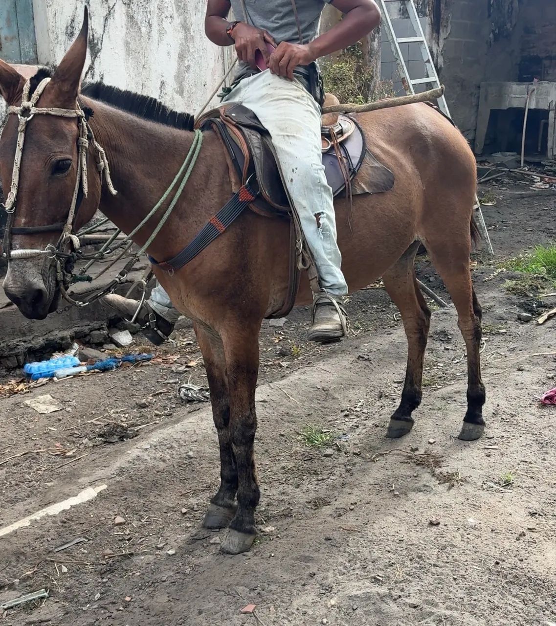 Burra de carroça e de sela  - Foto 2