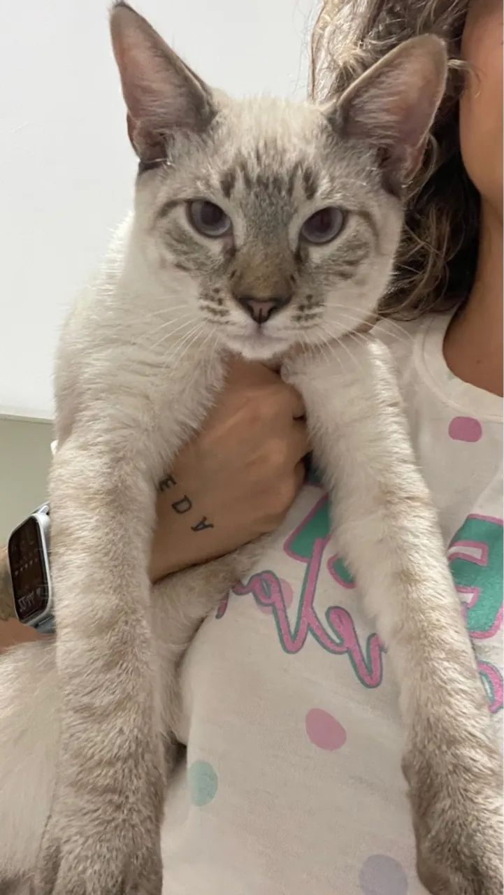 Gatinho macho para adoção  - Foto 2