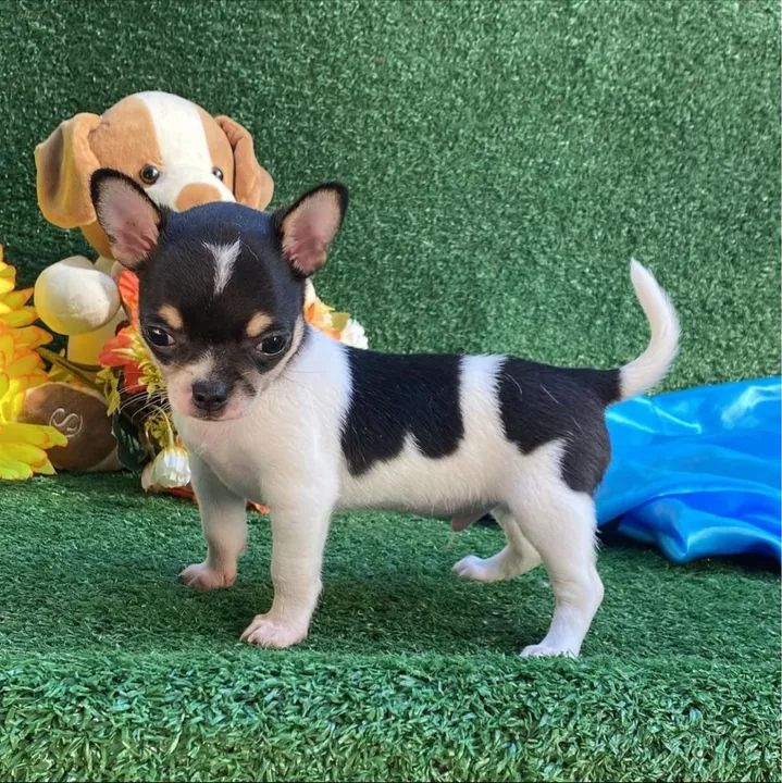 Filhotes de chihuahua  - Foto 2
