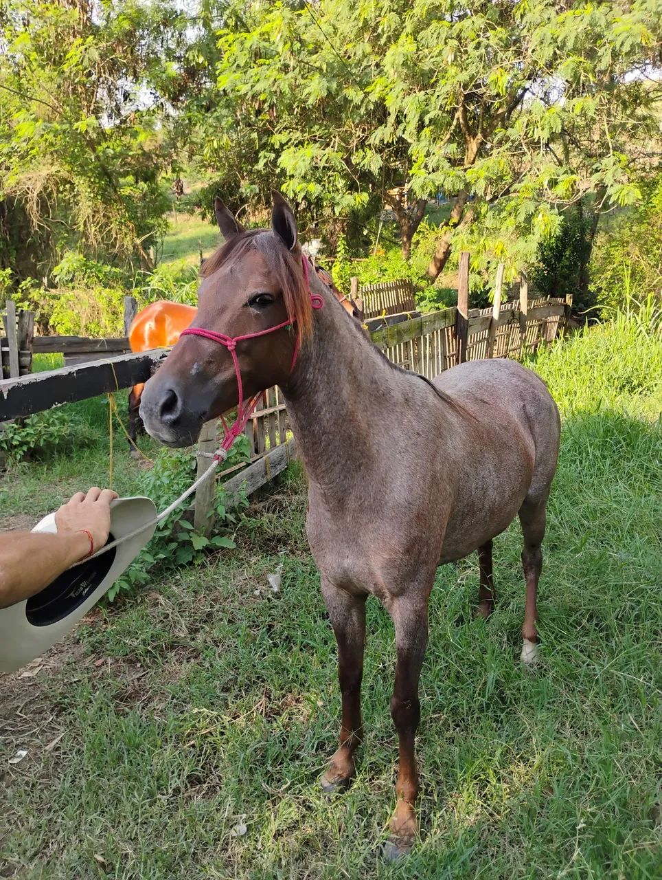 Égua a venda ou troca de charrete e sela  - Foto 2