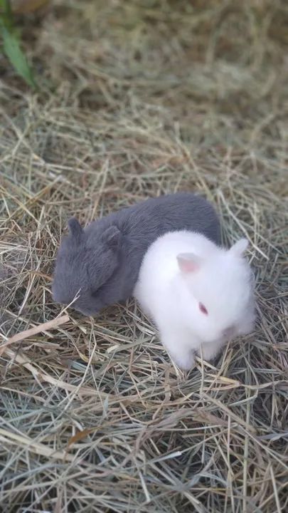 Mini Coelho netherland  - Foto 5