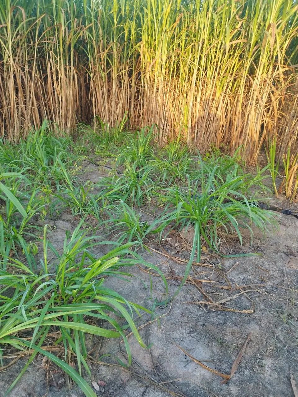 Mudas de BRS Capiacu 