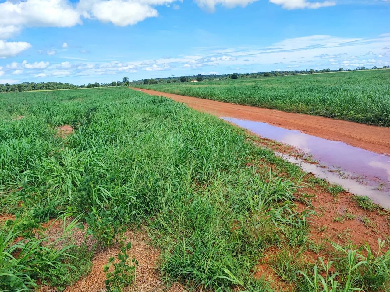 Fazenda de arrendamento 1600 hec em Confresa MT.