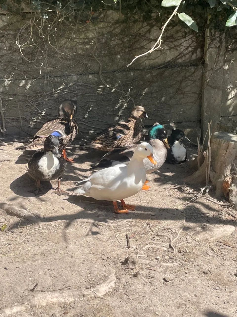 MINI MARRECOS COOL - Foto 5