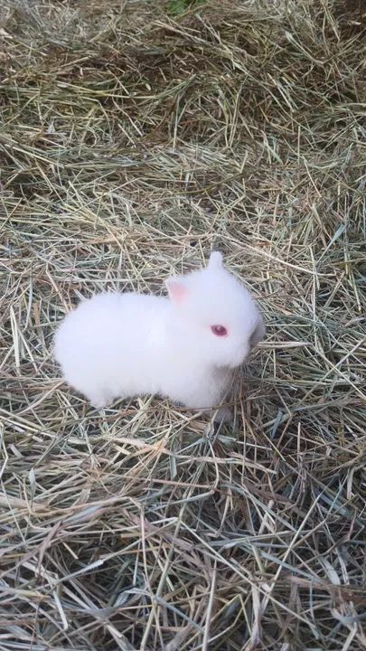 Mini Coelho netherland  - Foto 6