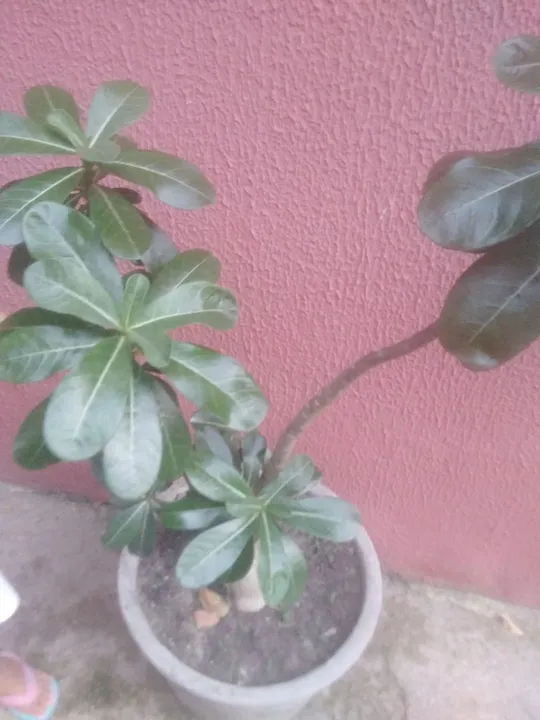 Rosa do deserto branca