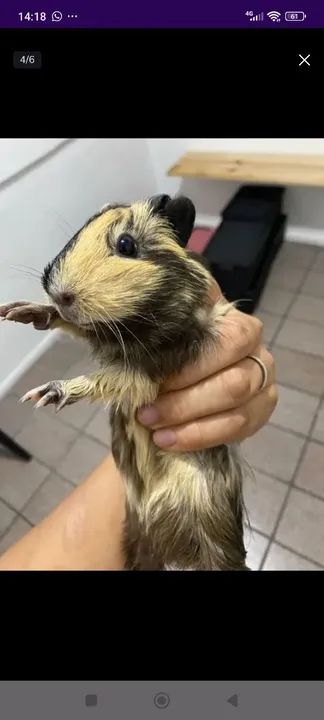 Porquinho da índia  - Foto 4