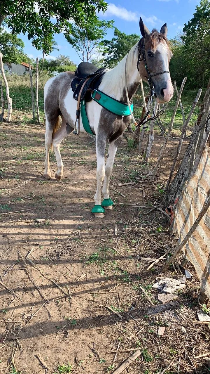 Cavalo - Animais para agropecuária - Capela 1443298751 | OLX