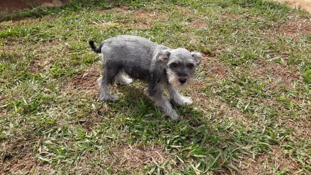 Schnauzer - Foto 2