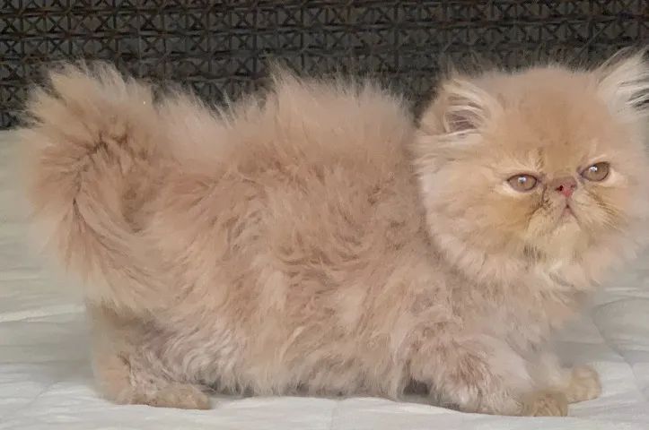 Show de Gato macho Persa filhote Creme macho pelo longo extremadissimo C/71 Dias lindo. - Foto 4