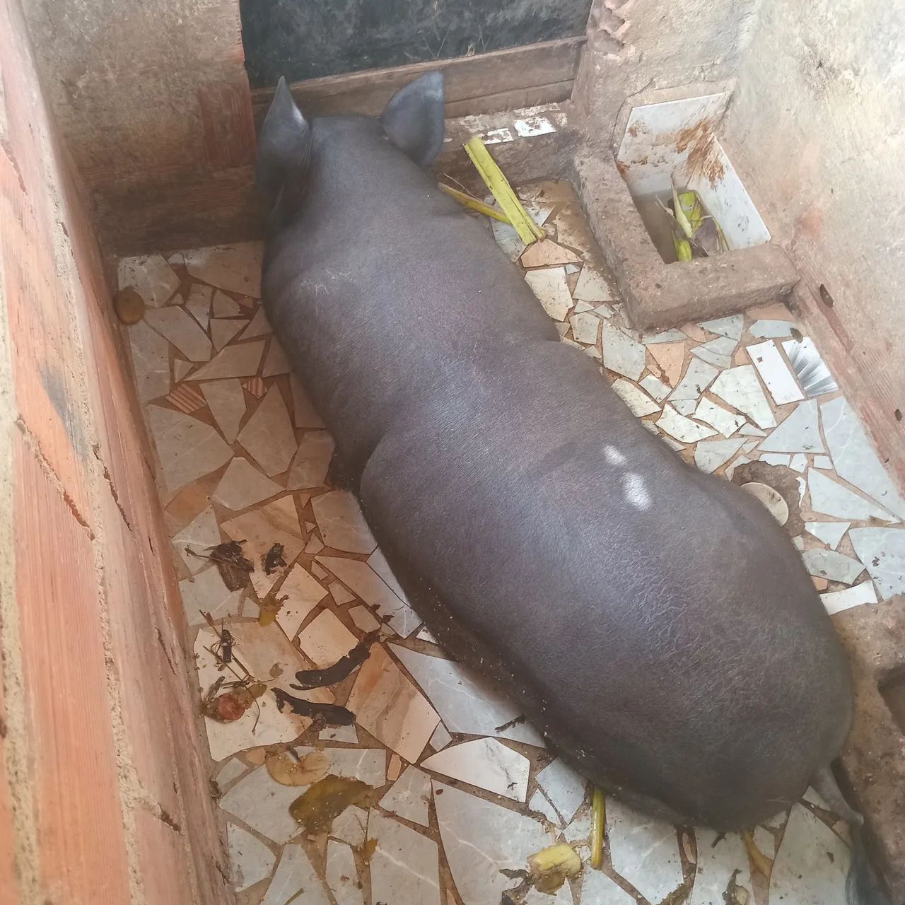 Porco preto para venda