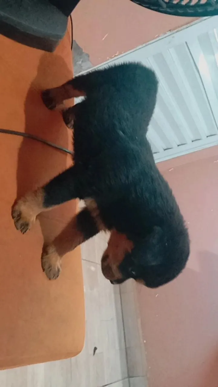 Filhote de Rottweiler