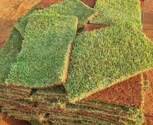 Grama e paisagismo  - Foto 4