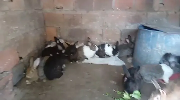 Coelhos adultos para venda