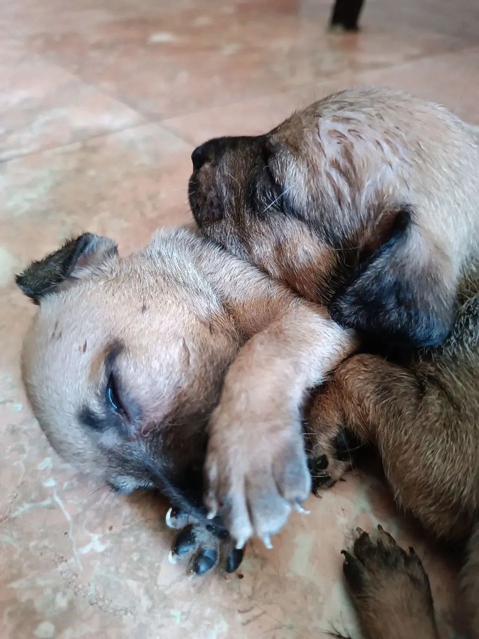 filhotes caramelo ,cachorro para adoção - Foto 2