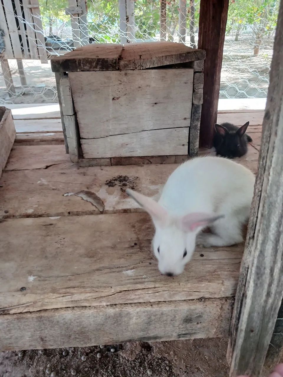 Coelhinhos para venda