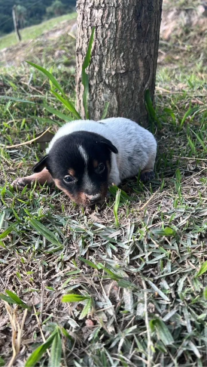 Filhotes de Blue heeler disponível para venda!