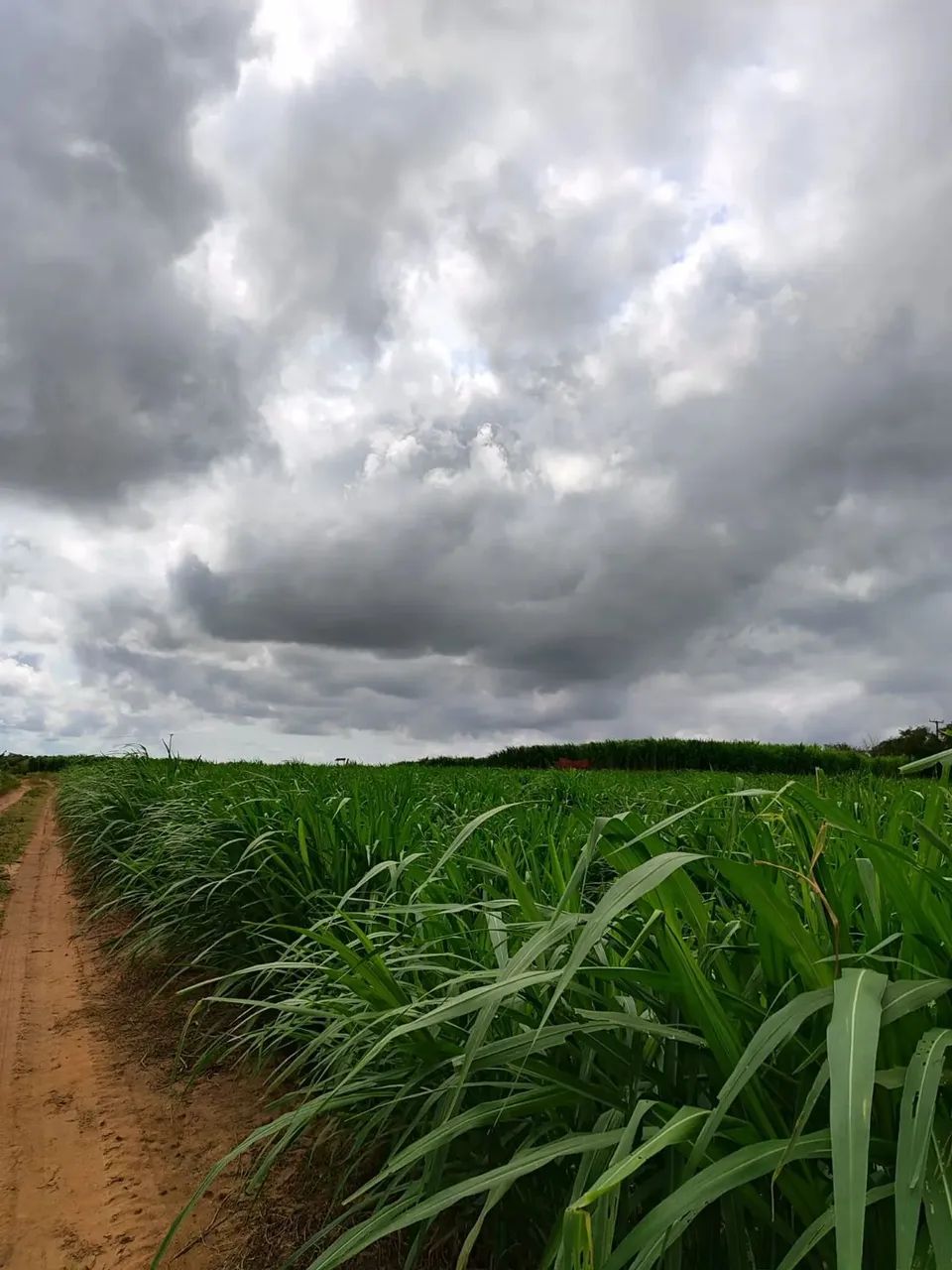 fazenda com 385 hectares próximo a Canguaretama com excelente localização rica em água - Foto 4