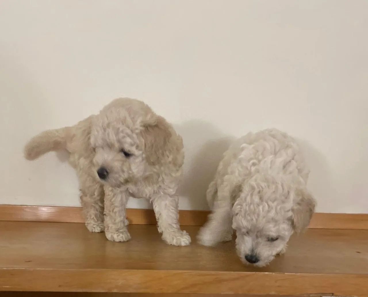 Poodle Toy  - Foto 2