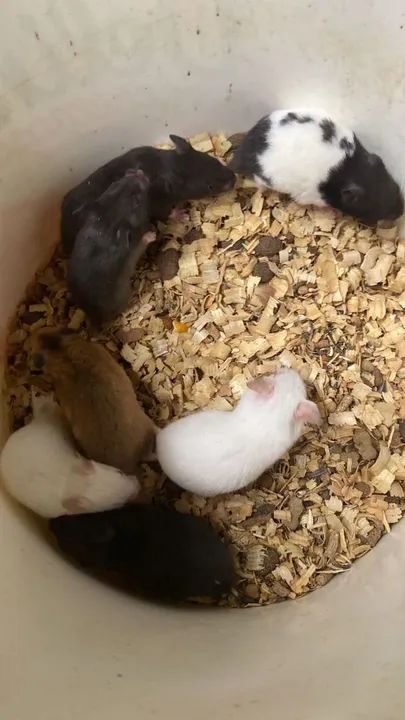 Hamster Sírio (unidade e revenda)