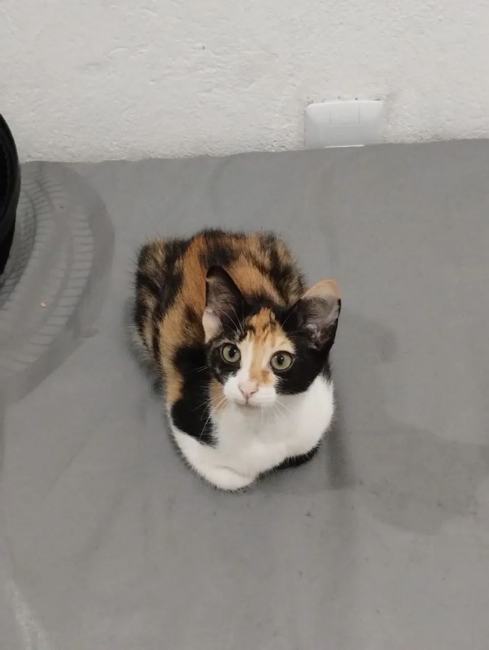 Adoção dessas li das gatinhas. Garanto a castração!  - Foto 5