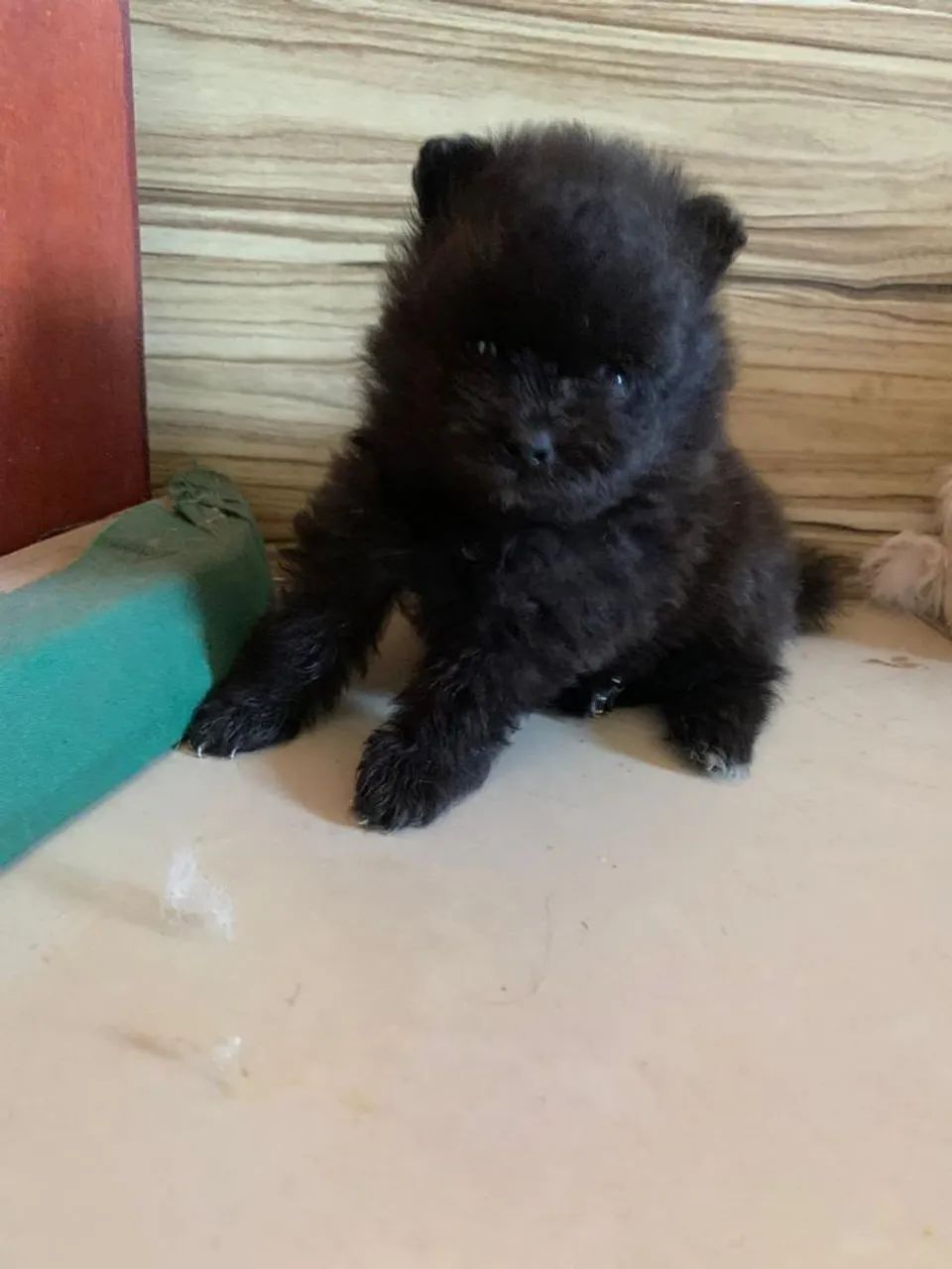 Spitz Alemão disponível  - Foto 3