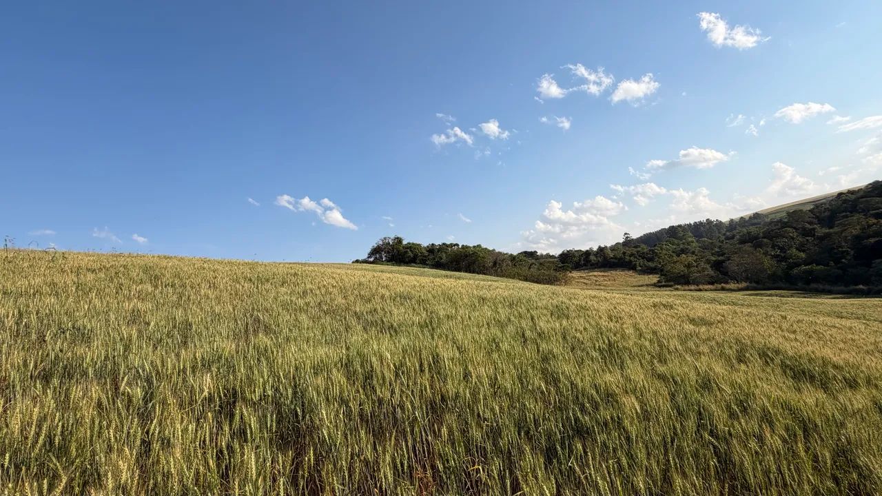 Sítio 10,5 Alqueires - Terra Roxa - 23 km de Campo Mourão