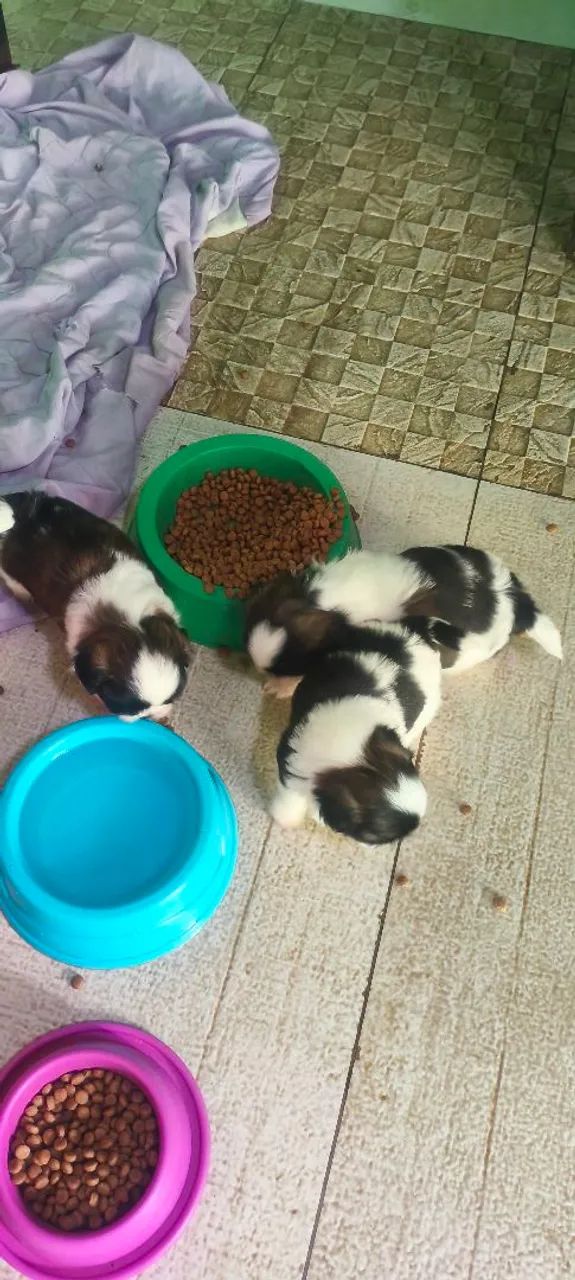 Vendo filhote de Shitzu macho  - Foto 3
