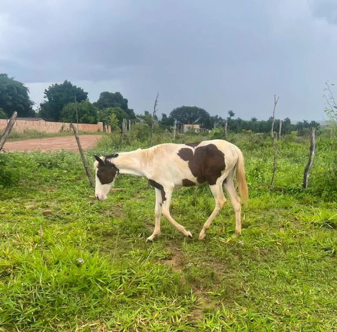 Potros Mestiços Quarto de Milha  - Foto 5
