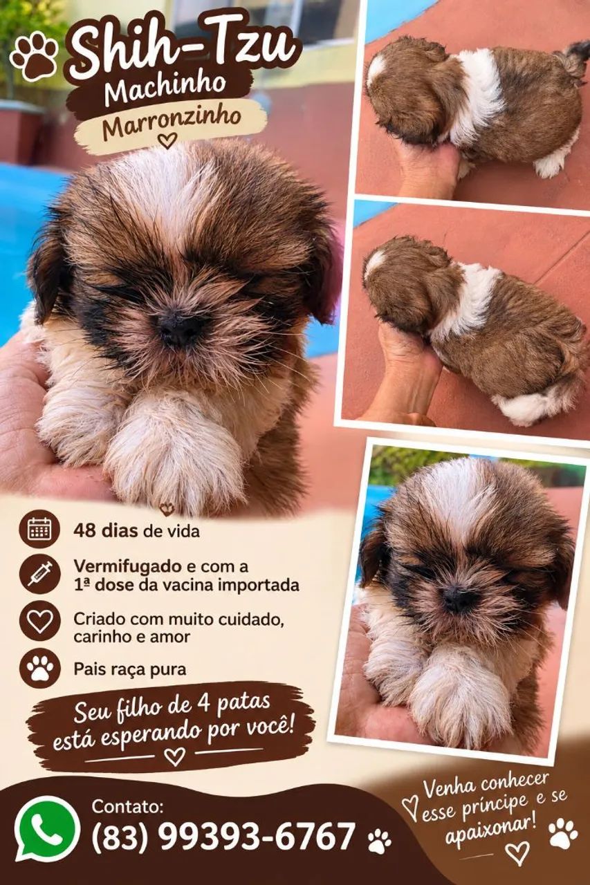 Shitzu macho marronzinho 1200